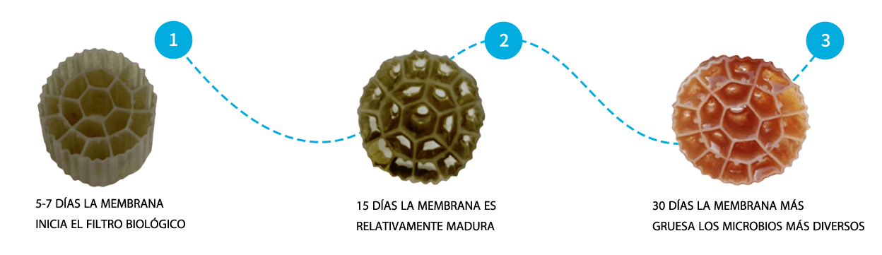 Analysis of factors affecting MBBR biofiller film formation